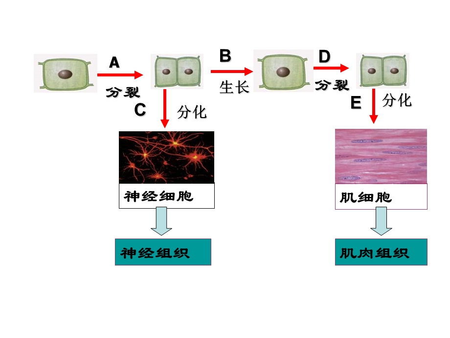 七年级科学生物体的结构层次.ppt_第2页