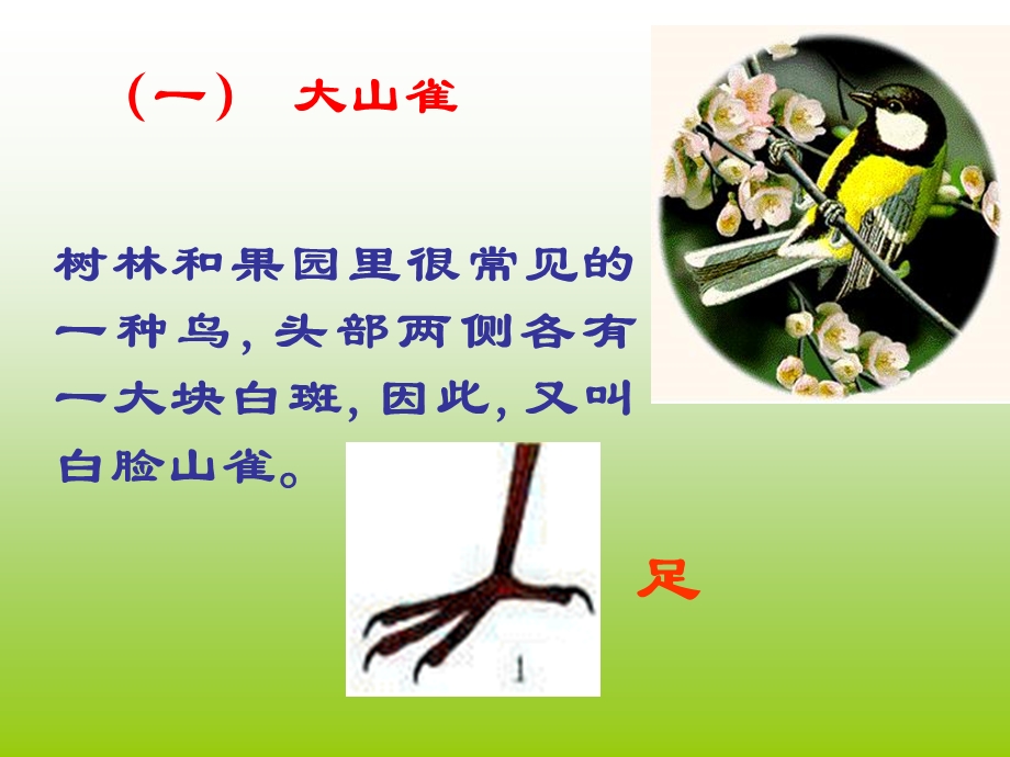 人教版八年级上册《鸟》.ppt_第3页