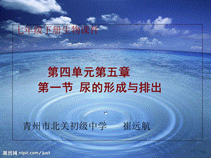 七年级下生物课件尿的形成与排出.ppt