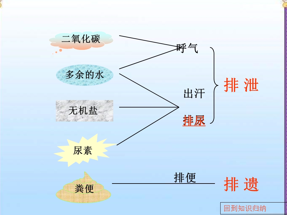 七年级生物下册-第四单元-第五章-第一节-尿的形成和排出人教版.ppt_第3页