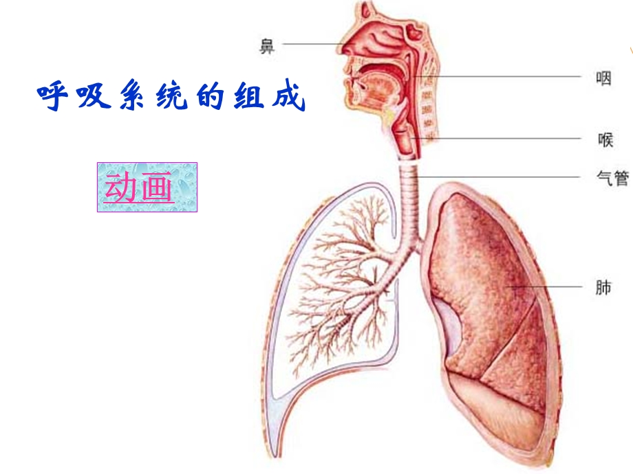 人体细胞获得氧气的过程精华.ppt_第2页