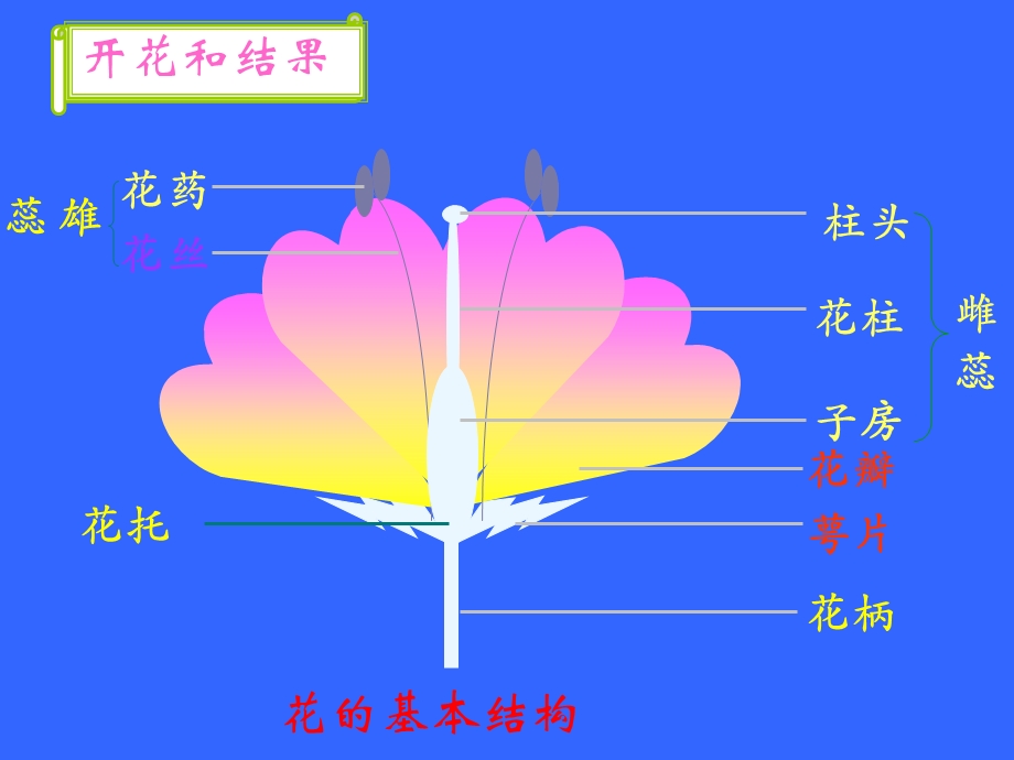 七年级生物上册：第3单元绿色植物的一生复习.ppt_第2页