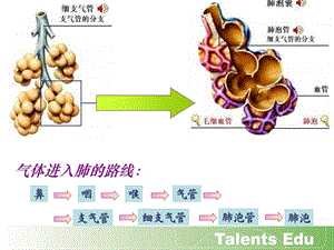 人体内气体交换的过程.ppt