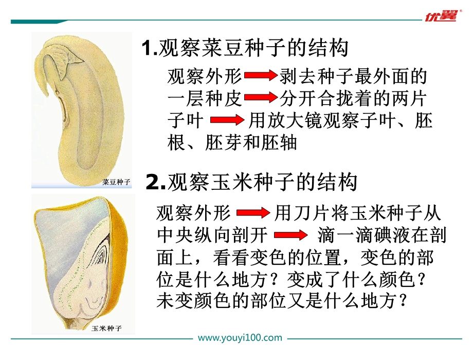 七年级生物(人教版)教学课件：2.第二节种子植物第1课时.ppt_第3页