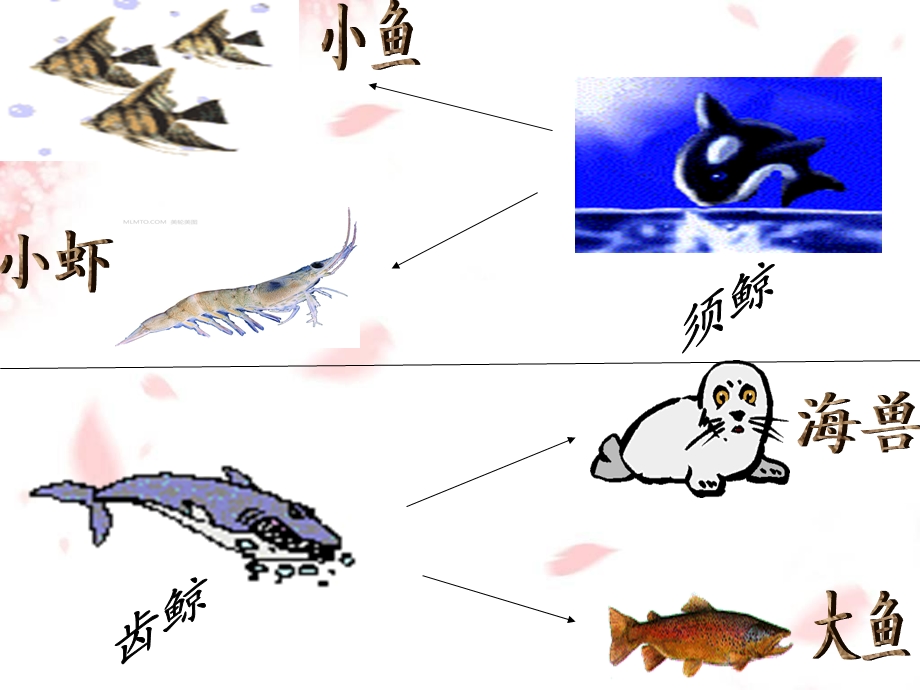 五年级语文《鲸》课文解析第四段.ppt_第3页