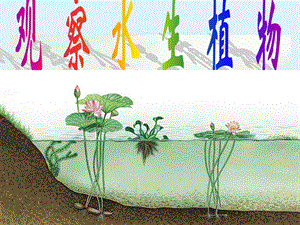 三年级上科学《水生植物》.ppt