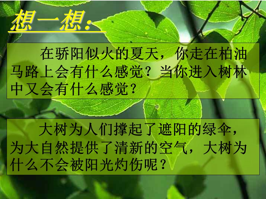 七年级上册绿色植物的蒸腾作用9(gai).ppt_第1页