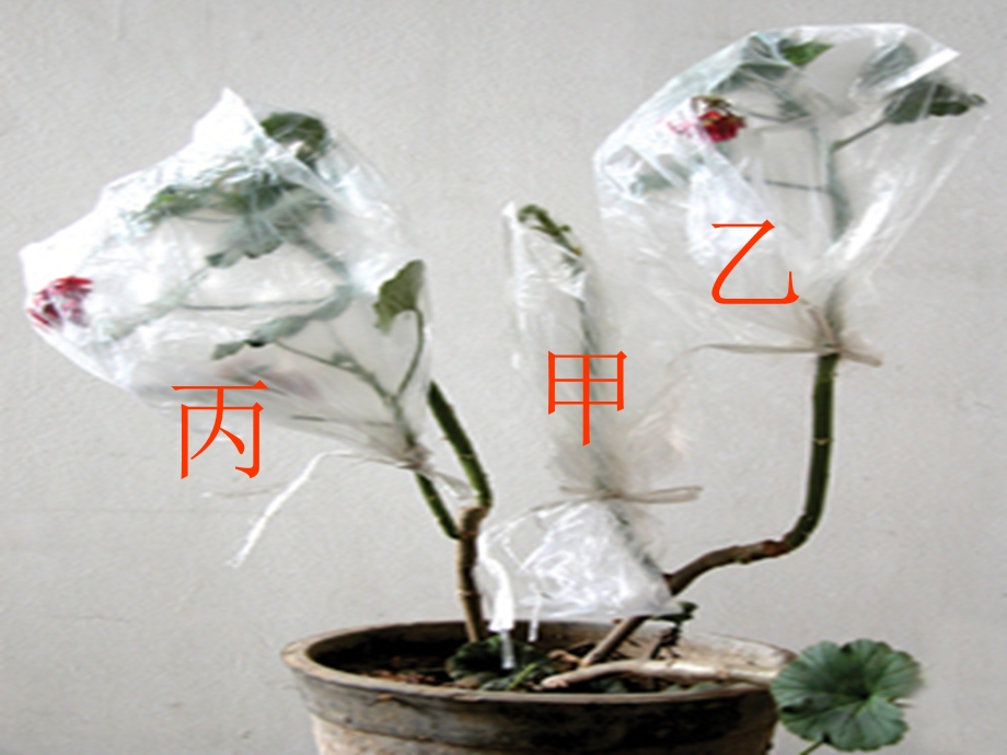 七年级上册绿色植物的蒸腾作用9(gai).ppt_第3页