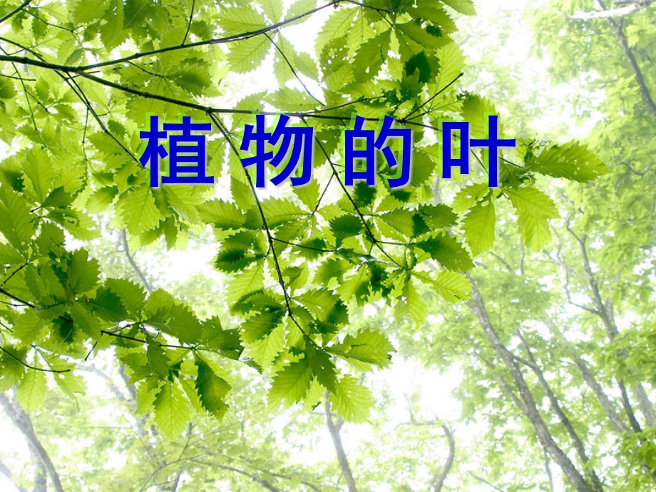 三年级科学植物的叶.ppt_第1页