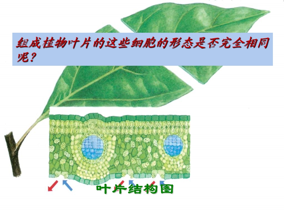 七年级科学显微镜下的生物.ppt_第2页