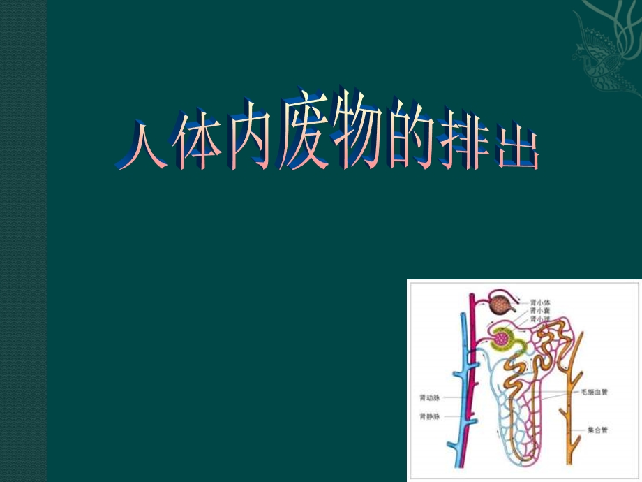 七年级生物下册-第3单元第4章-人体内废物的排出(课件)济南版.ppt_第1页