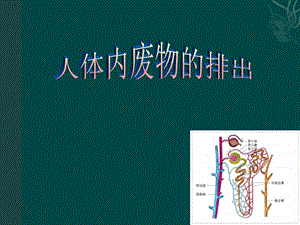 七年级生物下册-第3单元第4章-人体内废物的排出(课件)济南版.ppt