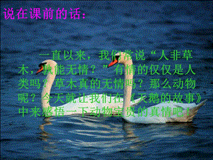 七年级语文苏教版天鹅的故事.ppt