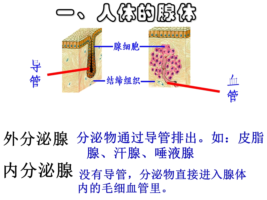 人体生理-激素及其作用.ppt_第2页