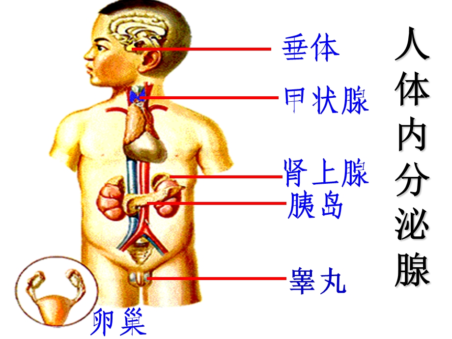 人体生理-激素及其作用.ppt_第3页