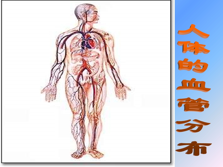 七年级生物血流的管道-血管.ppt_第2页