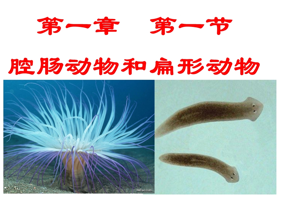 八年级上册生物第一节腔肠动物和扁形动物课件.ppt_第1页