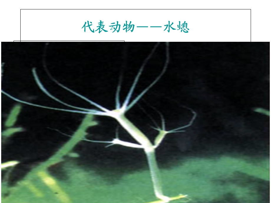 八年级上册生物第一节腔肠动物和扁形动物课件.ppt_第3页