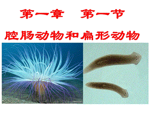 八年级上册生物第一节腔肠动物和扁形动物课件.ppt