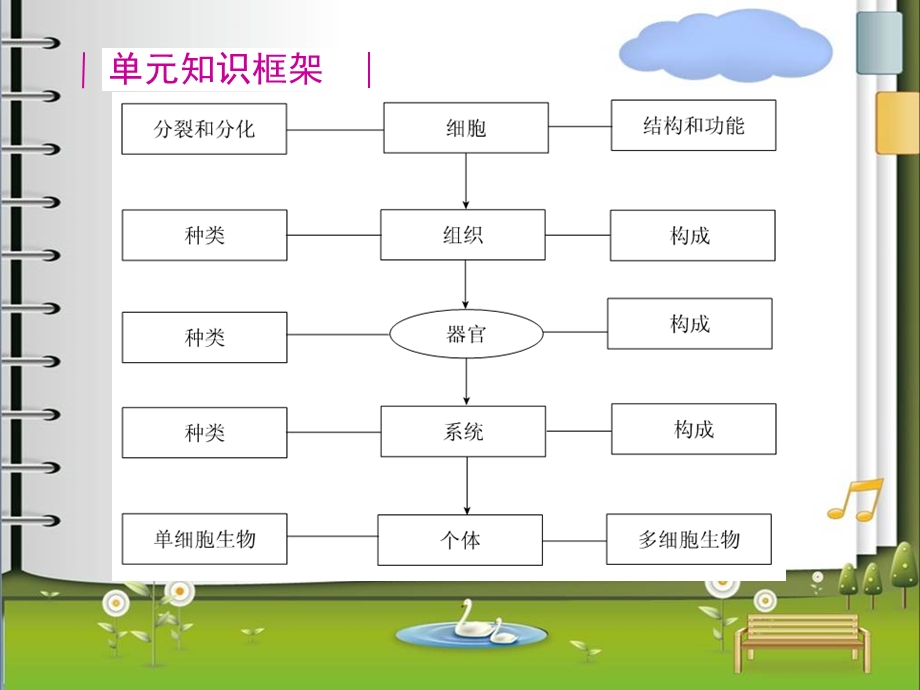 八年级第一轮生物体的结构层次.ppt_第2页