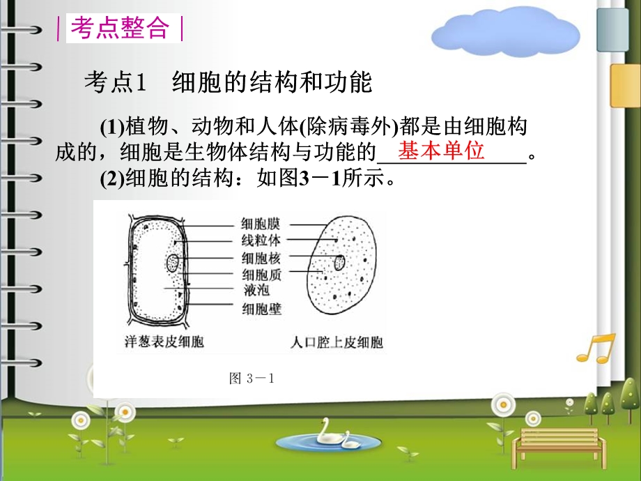 八年级第一轮生物体的结构层次.ppt_第3页