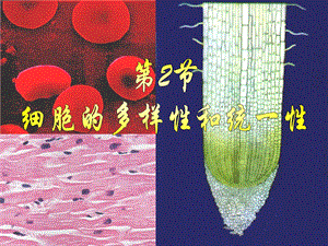 人教版教学课件生物人教必修一第一章第二节.ppt