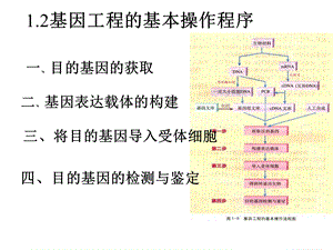 人教版教学课件2011.3.4定稿选修3-1.2基因工程的基本操作程序.ppt