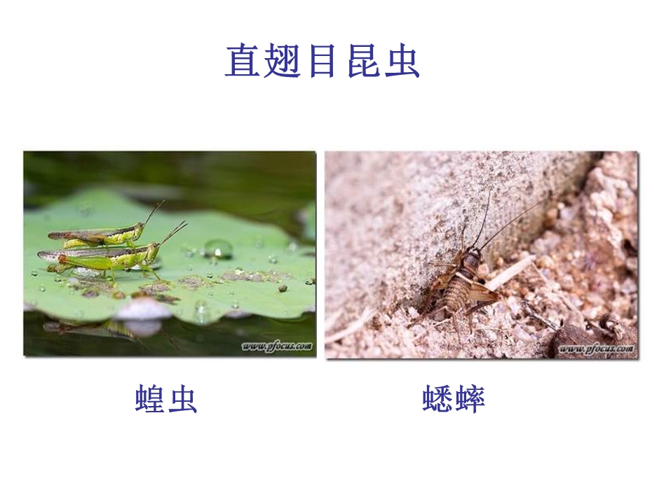 八年级生物空中飞行的动物.ppt_第3页