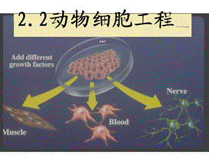 人教版河北省石家庄一中2012-2013学年高二生物《第二章第2节动物细胞工程》课件(新人教版选修3).ppt