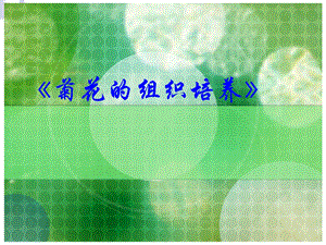 人教版教学课件2010年高二生物选修一菊花的组织培养.ppt