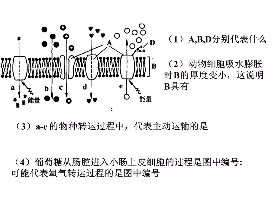 人教版教学课件细胞复习.ppt_第2页