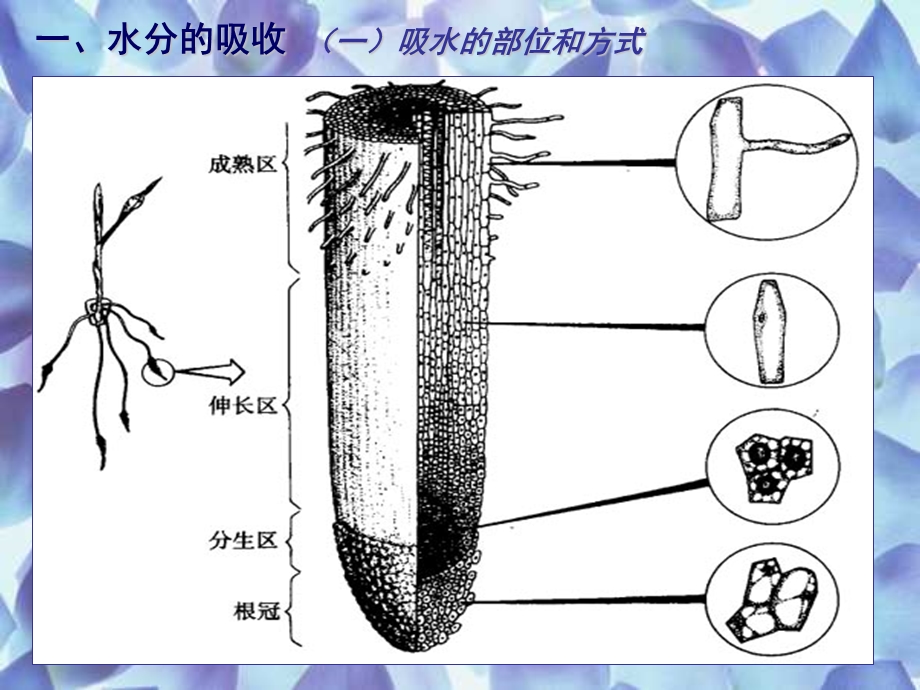 人教版教学教案植物对水分的吸收和利用.ppt_第3页