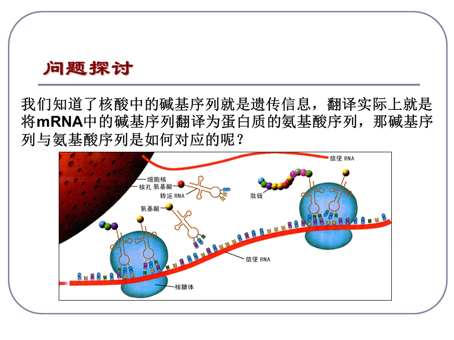 人教版教学课件遗传密码子的破译(选学)课件.ppt_第3页