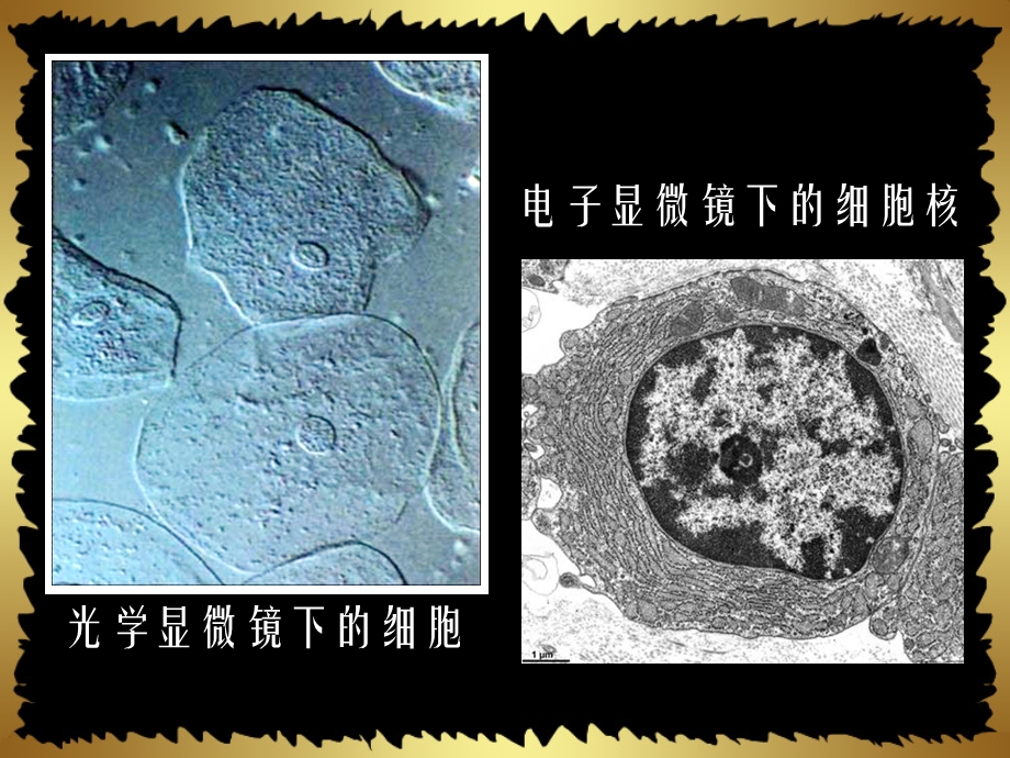 人教版教学课件江苏省南通市小海中学高一生物《细胞核-系统的控制中心》.ppt_第2页