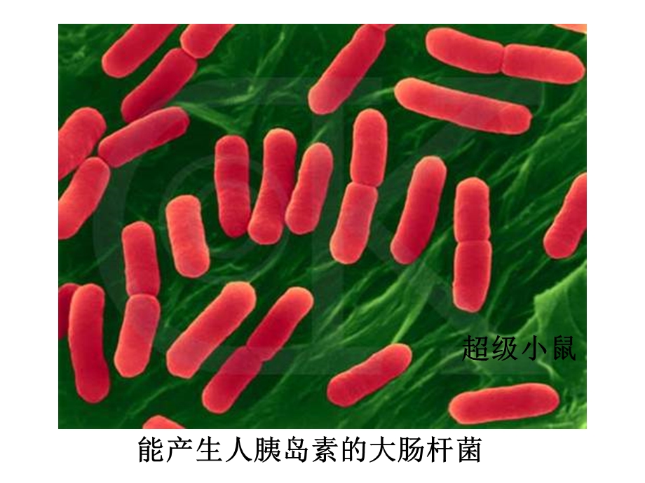 人教版教学课件吉林省扶余一中高二生物《11-DNA重组技术的基本工具》.ppt_第2页