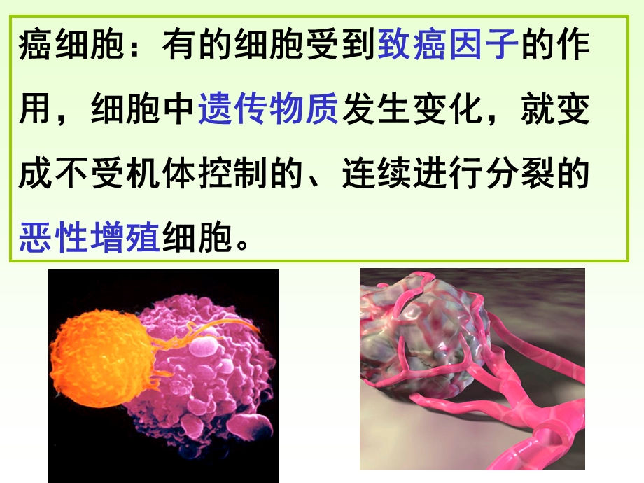 人教版教学课件细胞的癌变.ppt_第2页