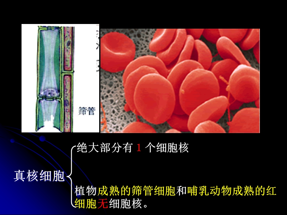 人教版教学课件必修一3-3细胞核系统的控制中心.ppt_第3页