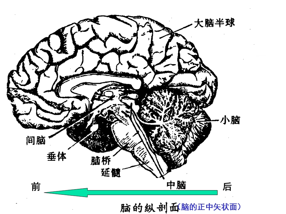 儿童神经系统结构功能及发育和.ppt_第2页