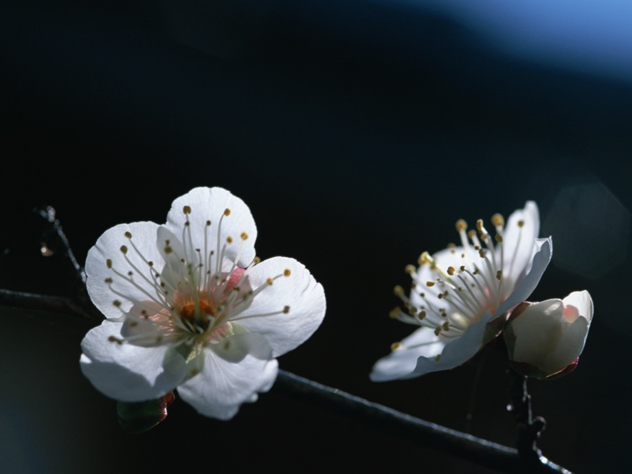 人教版五年上册6《梅花魂》精美.ppt_第1页