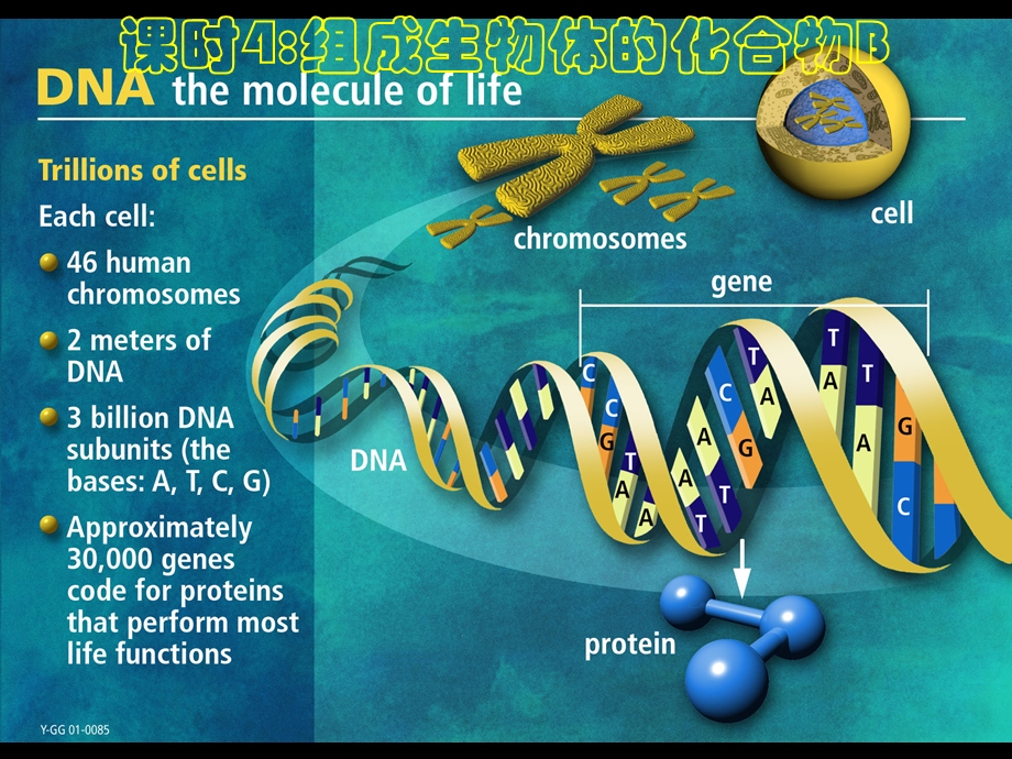 人教版教学课件云南省弥勒县庆来中学2011-2012学年高一生物组成生物体的化合物b(课件).ppt_第1页