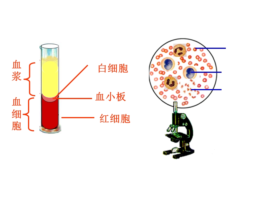 人教版教学课件高二生物人体内环境和稳态.ppt_第3页