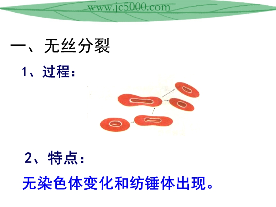 人教版教学课件细胞分裂、有丝分裂和减数分裂对比.ppt_第2页