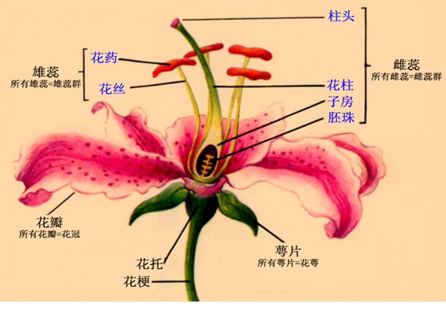 冀教版八下绿色开花植物的生殖有性生殖.ppt_第2页