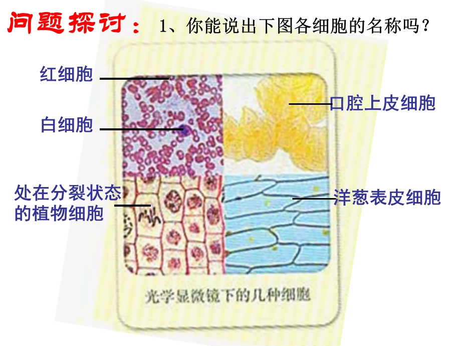 人教版教学课件山东省冠县一中高一生物必修一《12细胞的多样性和统一性》.ppt_第2页