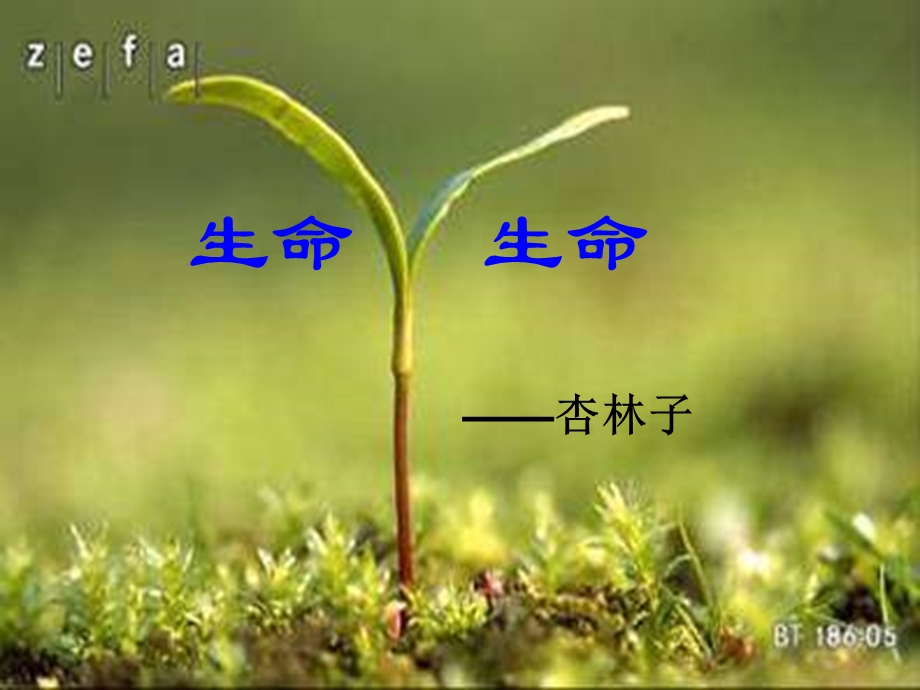 人教版小学语文课件《生命－生命》.ppt_第1页