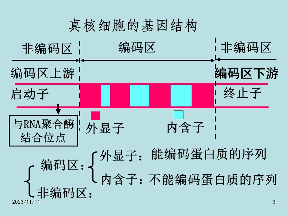 人教版教学课件江苏省怀仁中学高二生物12基因工程的基本操作程序.ppt_第3页