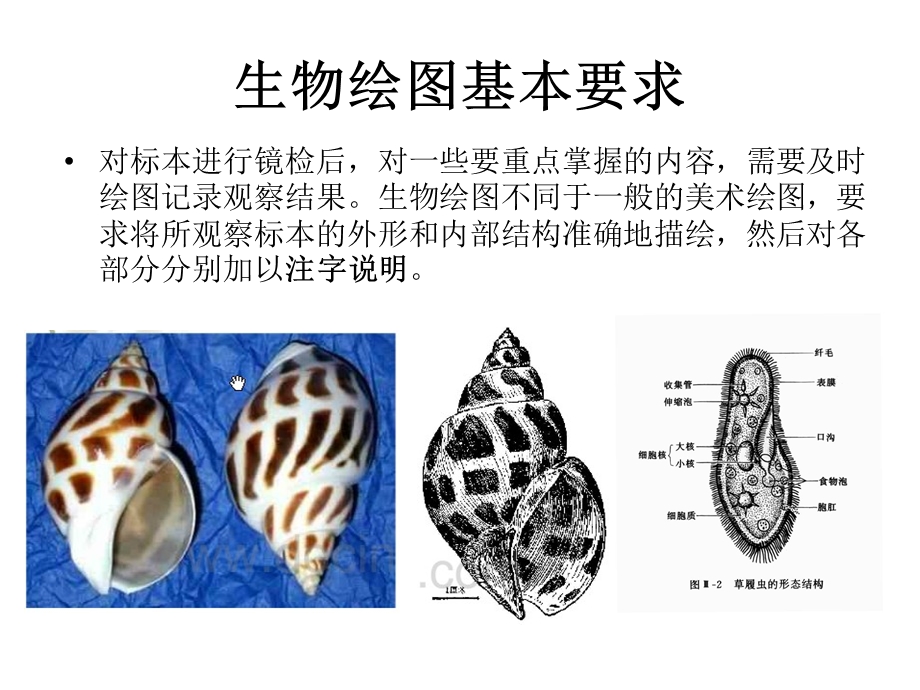 动物生物学-生物绘图法.ppt_第2页