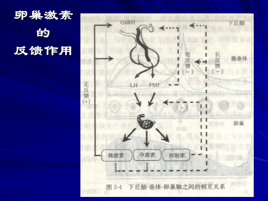 子宫内膜机生殖器官其它部位的周期性变化.ppt_第2页