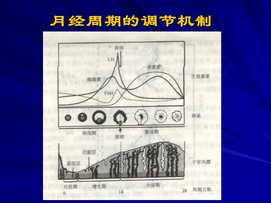 子宫内膜机生殖器官其它部位的周期性变化.ppt_第3页