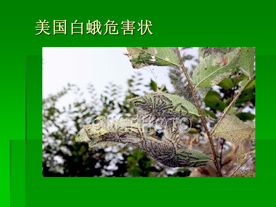 园林植物病虫害防治在园林绿化中的重要性.ppt_第3页